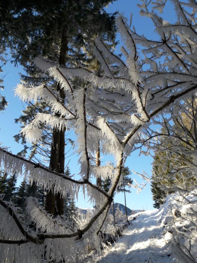 Troadkasten - Ferienhaus Am Bio-Bergbauernhof Aflenz Kurort Buitenkant foto