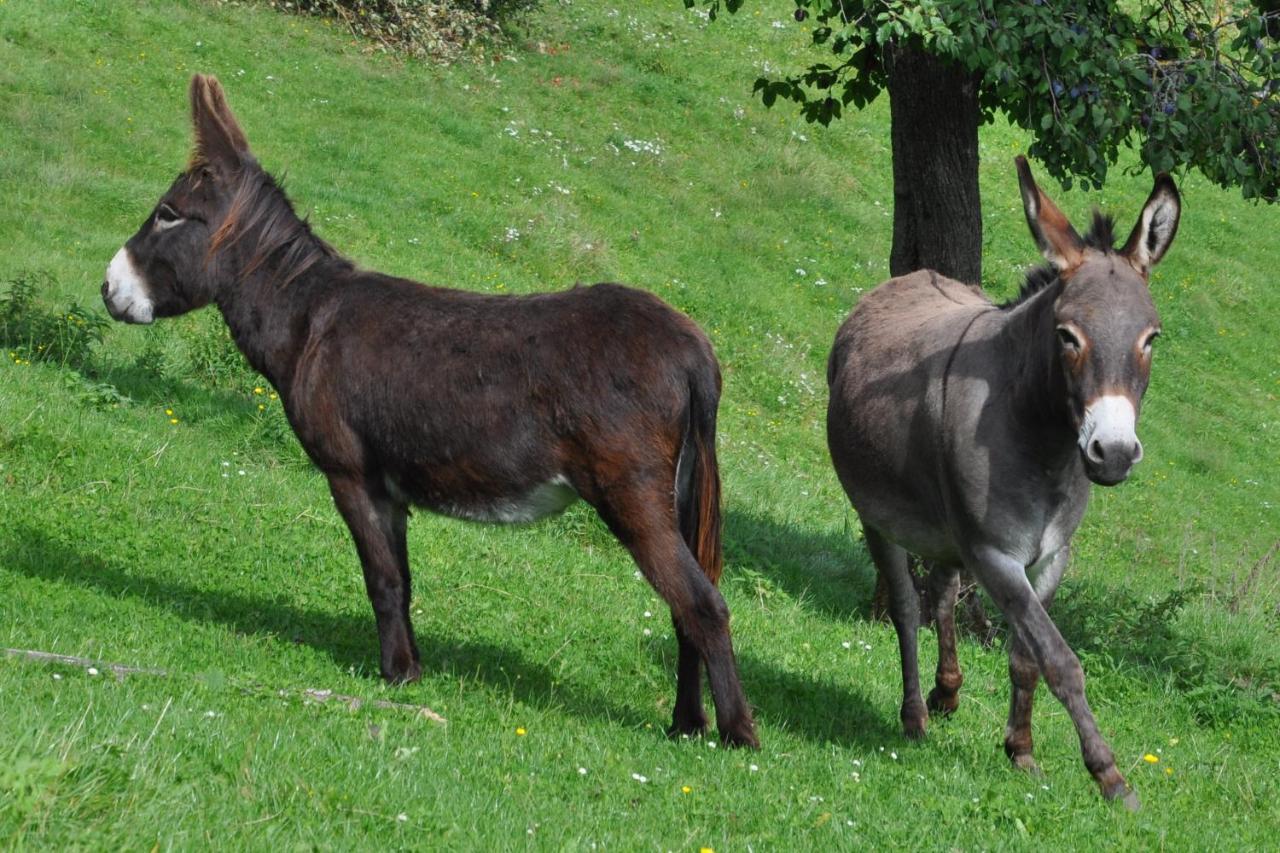 Troadkasten - Ferienhaus Am Bio-Bergbauernhof Aflenz Kurort Buitenkant foto